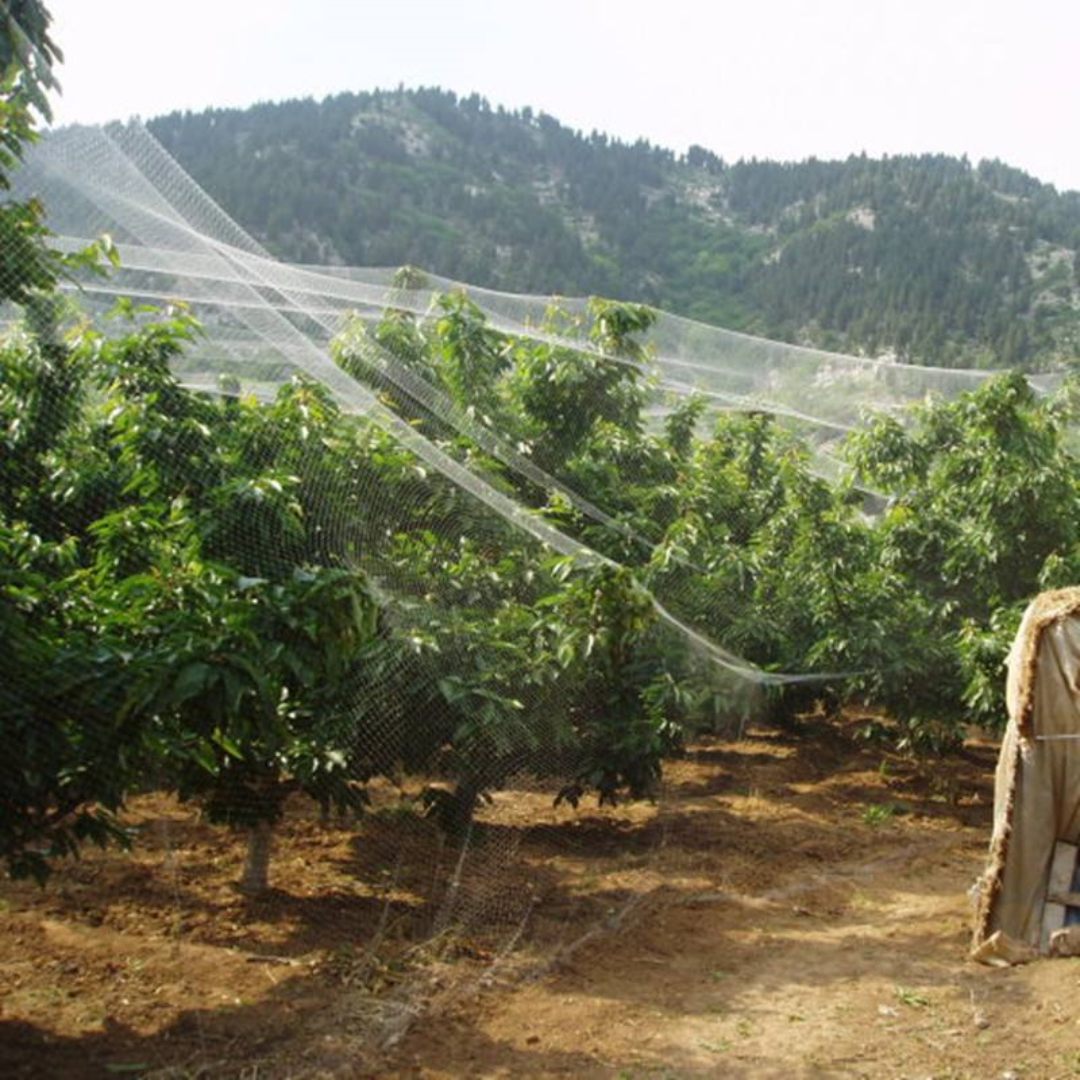 Fruta-arboletan hegaztien aurkako sarearen aplikazioa