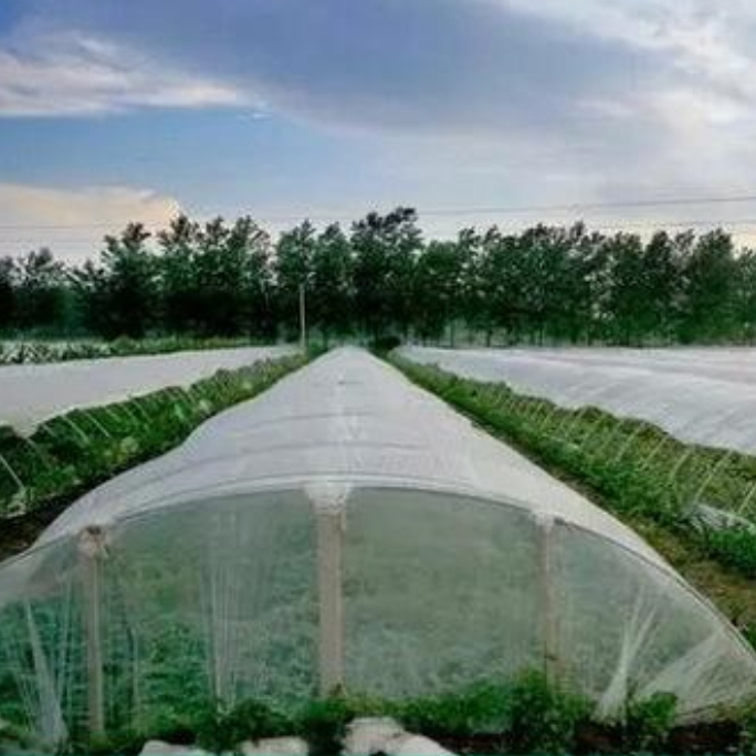 Intsektuen aurkako sarea instalatzean arreta jarri behar zaion poroblea