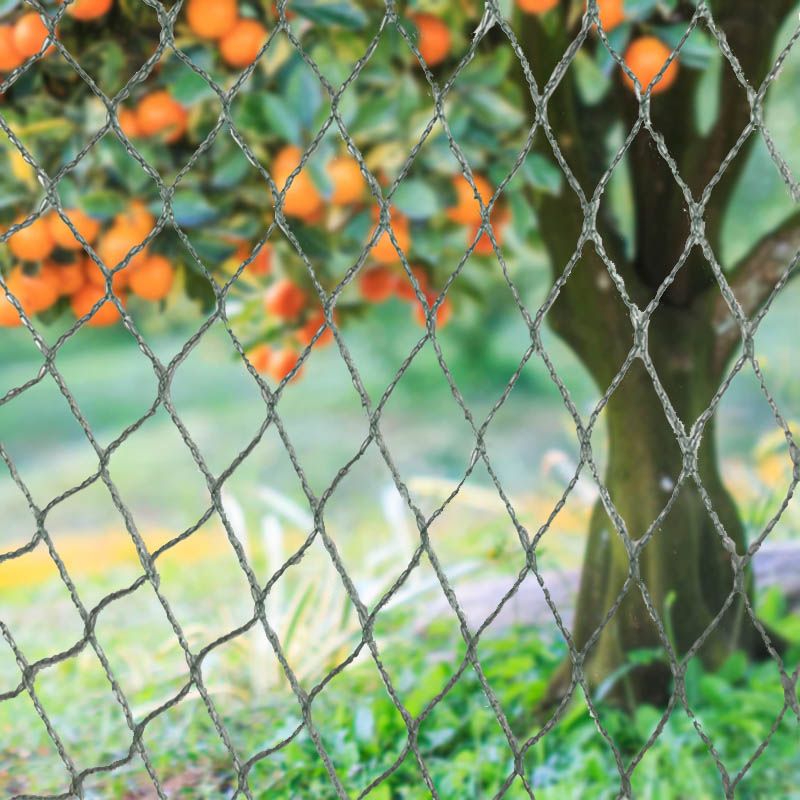 Hegazti Sareak Animalien Oztopoak